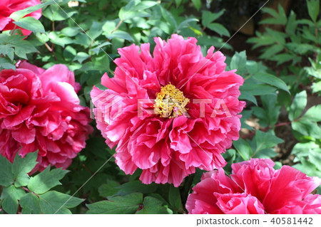 Peony Peony 40581442