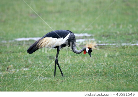 塞倫蓋蒂國家公園 40581549