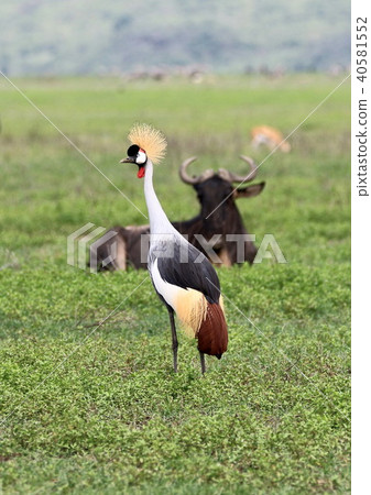 Serengeti National Park 40581552