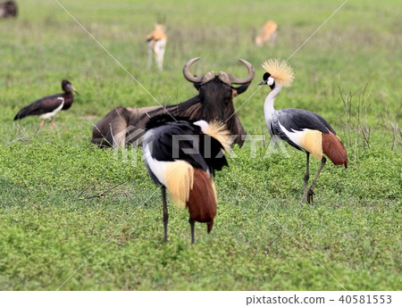 Serengeti National Park 40581553
