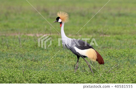 塞倫蓋蒂國家公園 塞倫蓋蒂國家公園 40581555