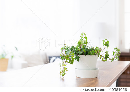 Windows and foliage plants 40581658