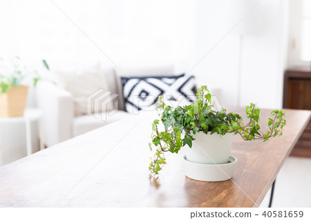 Windows and foliage plants Windows and foliage plants 40581659