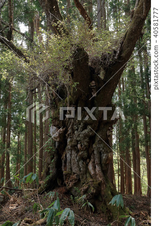 福島縣Ooyama Zakura Ogi Tadumi Town 福島縣Ooyama Zakura Ogi Tadumi Town 40581777