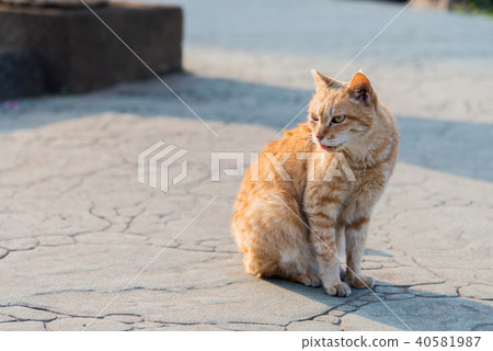 士林官邸花園的流浪貓 台湾士林官邸庭園の野良猫 A Cat Sits On The Ground 40581987