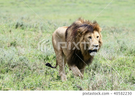 Ngorongoro National Park Ngorongoro National Park 40582230