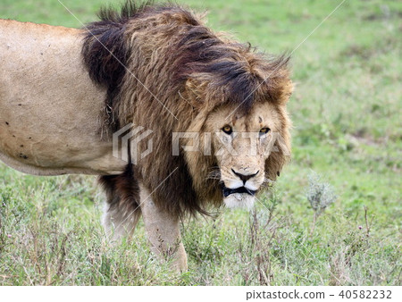 Ngorongoro National Park Ngorongoro National Park 40582232