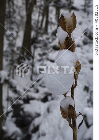 雪景在百合堆積的雪 雪景在百合堆積的雪 40582315