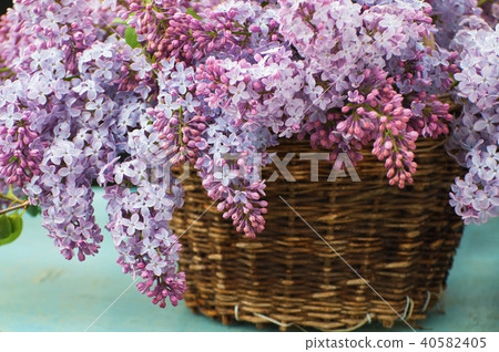 Blossoming pink lilac in basket. Blossoming pink lilac in basket. 40582405