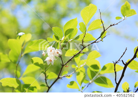 安息香花 安息香花 40582562