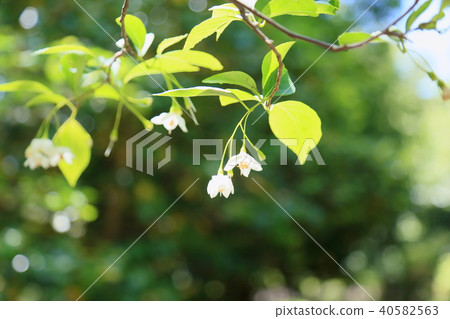 安息香花 安息香花 40582563