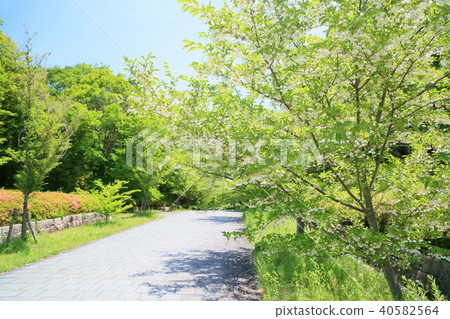 初夏公園Egonoki花 初夏公園Egonoki花 40582564