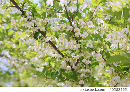 安息香花 安息香花 40582565