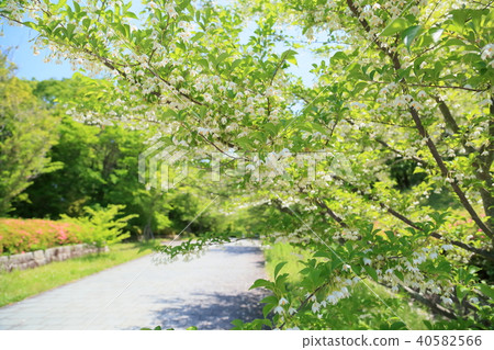初夏公園Egonoki花 40582566