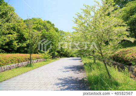 初夏公園Egonoki花 初夏公園Egonoki花 40582567