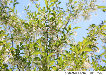 安息香花 安息香花 40582568