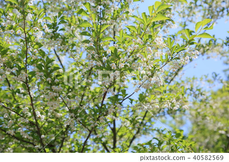 安息香花 安息香花 40582569