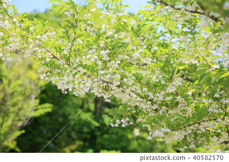 安息香花 安息香花 40582570
