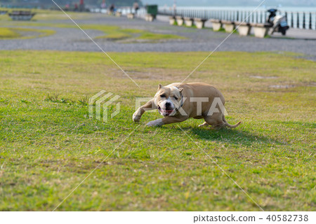 充滿活力的比特犬幼犬 Energetic Pit Bull Puppy 元気満点の子犬ピットブル 40582738
