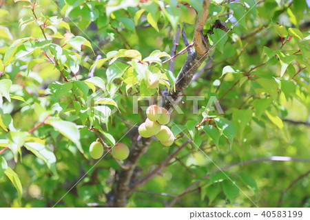 Realize the color of the early summer park ume Realize the color of the early summer park ume 40583199