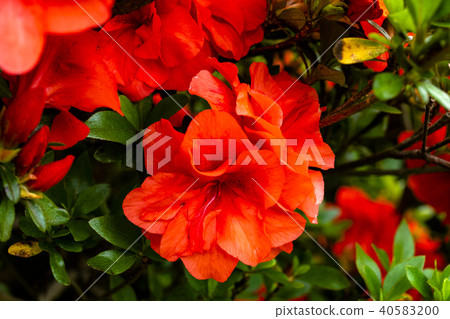 Red azalea flower Red azalea flower 40583200
