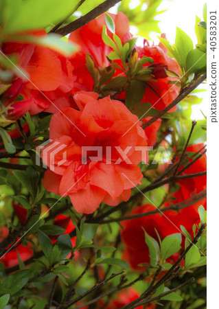 Red azalea flower Red azalea flower 40583201