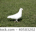 A white pigeon 40583202