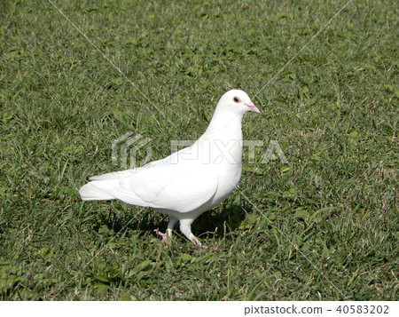 A white pigeon A white pigeon 40583202