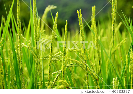 Rice 40583257
