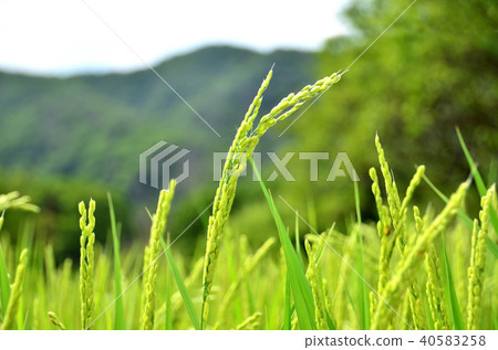 Rice 40583258