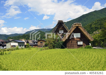 Countryside rice field Countryside rice field 40583261