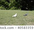 A white pigeon 40583359