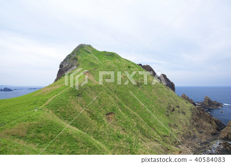 新潟縣佐渡市的小野龜(黃金周) 新潟縣佐渡市的小野龜(黃金周) 40584083