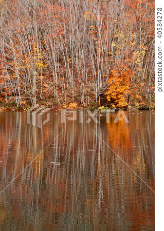 秋歌沼澤沼澤（北大原浦蘭大村） 40584278