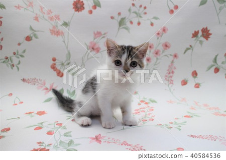 Scottish Hold Ear Ear Kitten 2 months old 08 Scottish Straight 40584536