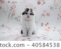 Scottish Hold Folded Ear Kitten 2 months old 01 Scottish Fold 40584538