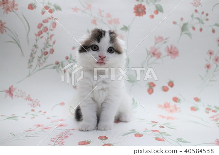 Scottish Hold Folded Ear Kitten 2 months old 01 Scottish Fold 40584538