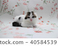Scottish Hold Folded Ear Kitten 2 months old 02 Scottish Fold 40584539