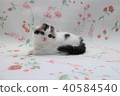Scottish Hold Folded Ears Kitten 2 months old 03 Scottish Fold 40584540
