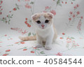 Scottish Hold Folded Ear Kitten 2 months old 07 Scottish Fold 40584544