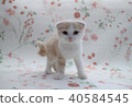 Scottish Hold Folded ears Kitten 2 months old 08 Scottish Fold 40584545