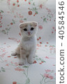 Scottish Hold Folded Ears Kitten 2 months old 09 Scottish Fold 40584546