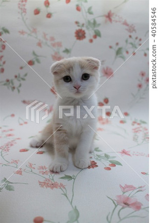 蘇格蘭舉行折疊耳朵小貓2個月大9蘇格蘭折疊 40584546