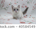 Munchkin Shortfoot Kitten 2 months old 02 40584549