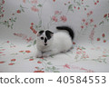 Scottish Hold Folded Ear Kitten 2 months old 12 Scottish Fold 40584553