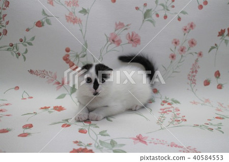 蘇格蘭舉行折疊耳朵小貓2個月大12蘇格蘭折疊 40584553