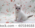 Ragdoll Kitten 2 months old 02 40584688