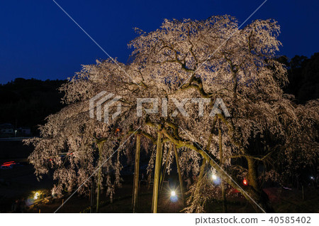 Weeping cherry blossoms of Okayama, Okazaki City, Aichi Prefecture Weeping cherry blossoms of Okayama, Okazaki City, Aichi Prefecture 40585402