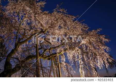Weeping cherry blossoms of Okayama, Okazaki City, Aichi Prefecture Weeping cherry blossoms of Okayama, Okazaki City, Aichi Prefecture 40585403
