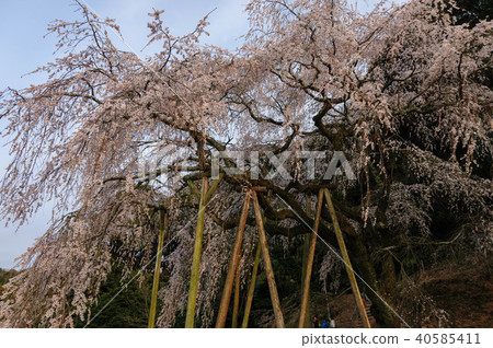 愛知縣岡崎市岡山的垂枝櫻花 40585411